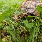 Nobody Turtle