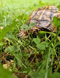 Nobody Turtle